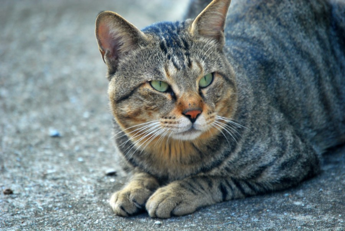 시골 고양이 마당에서 노는 모습