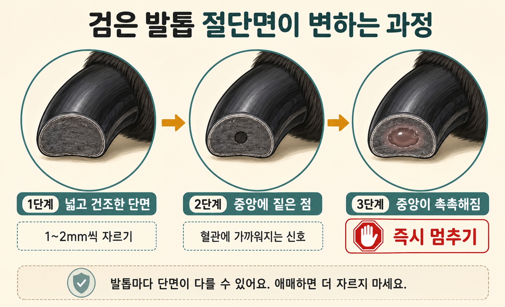 검은 발톱 절단면이 변하는 과정 3단계 이미지
