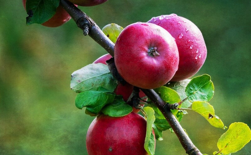 이슬이-묻어있는-사과