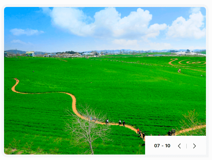 고창청보리축제