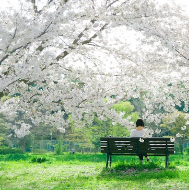 오사카 벚꽃 개화시기 2025