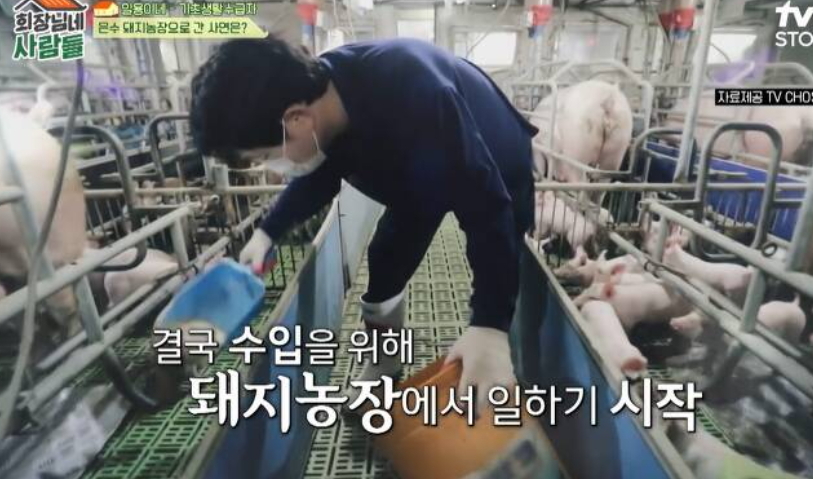 돼지농장에서 일