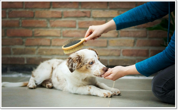 반려동물학과4년제대학