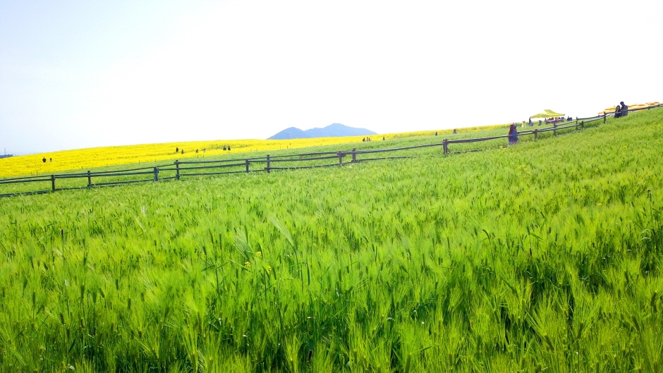 고창 청보리밭축제10