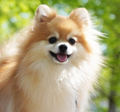 포메라니안 사진