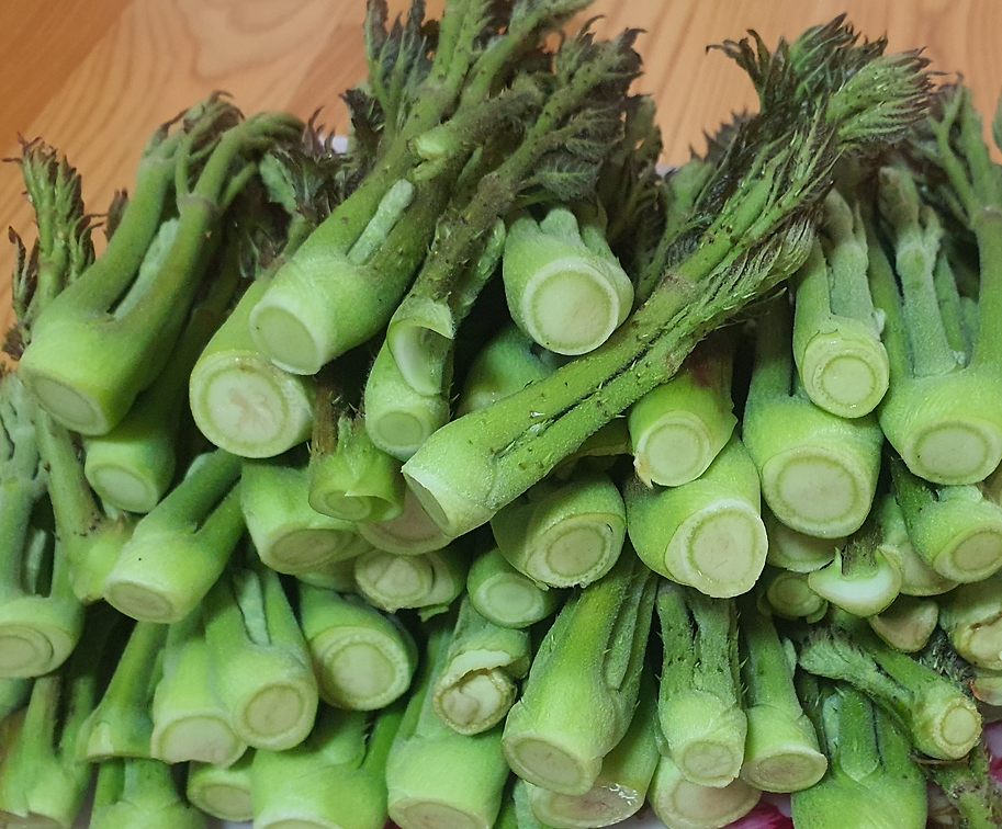 두릅 효능 요리법