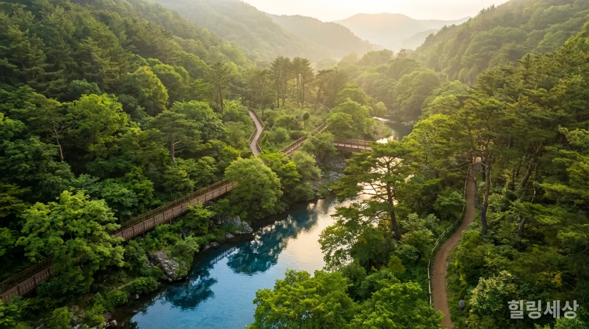 제주 치유의 숲이나 강릉 안목해변과 같은 아름다운 국내 힐링 여행지의 전경