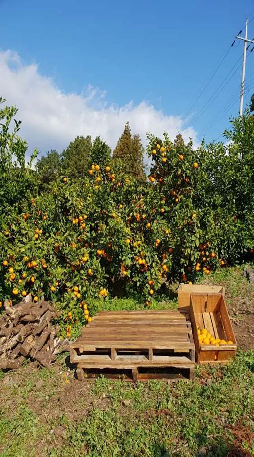 봉봉감귤체험농장