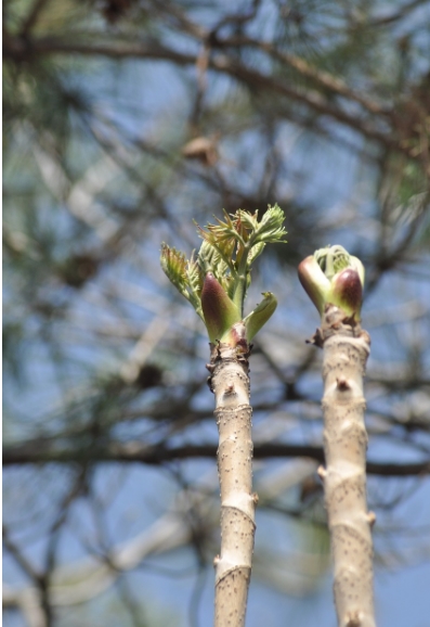 봄나물 이미지 사진