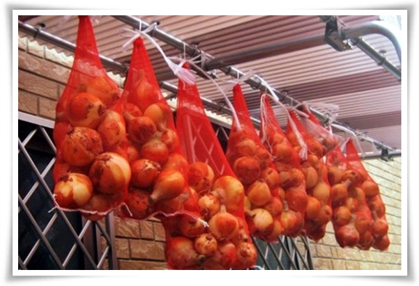 "10월, 양파 심으세요!" 건강한 양파 키우기 완벽 가이드!