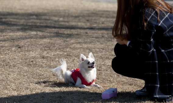 반려동물 보험 추천 (2025 순위, 비교, 혜택)