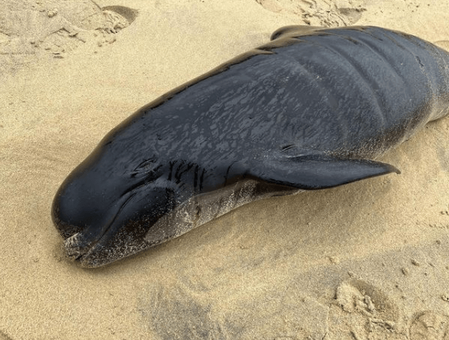 들쇠고래 집단 폐사 현장