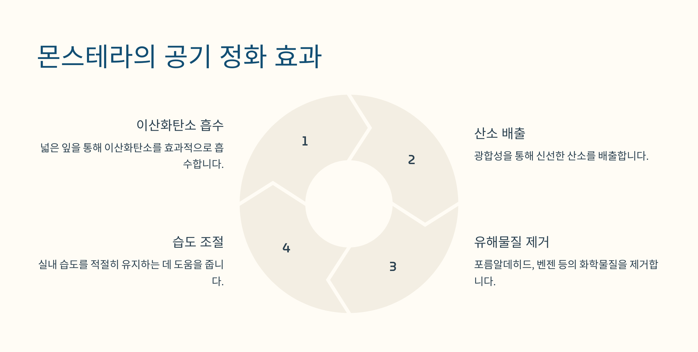 몬스테라 사진
