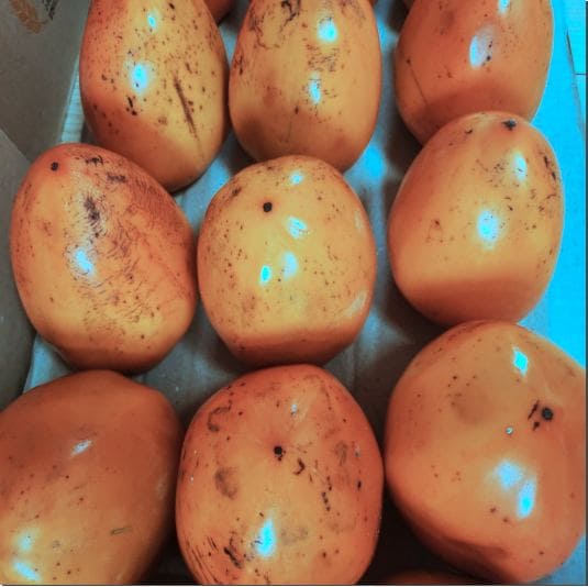 대봉감 숙성 법과 주의점