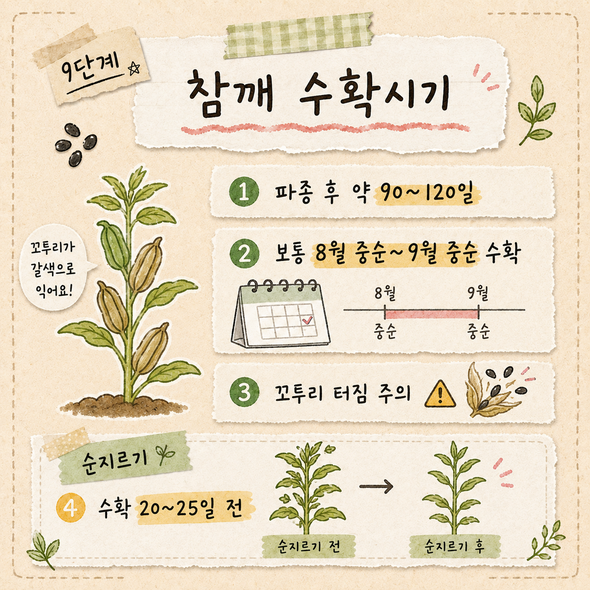 참깨 파종시기