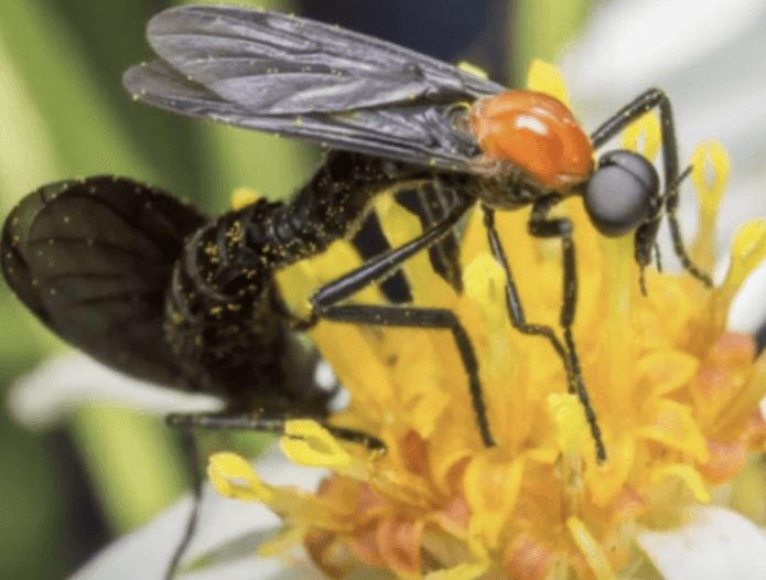 잎사귀 위에 떼로 모여 앉아 있는 러브버그 무리 사진