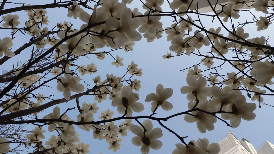 목련꽃 무료 이미지