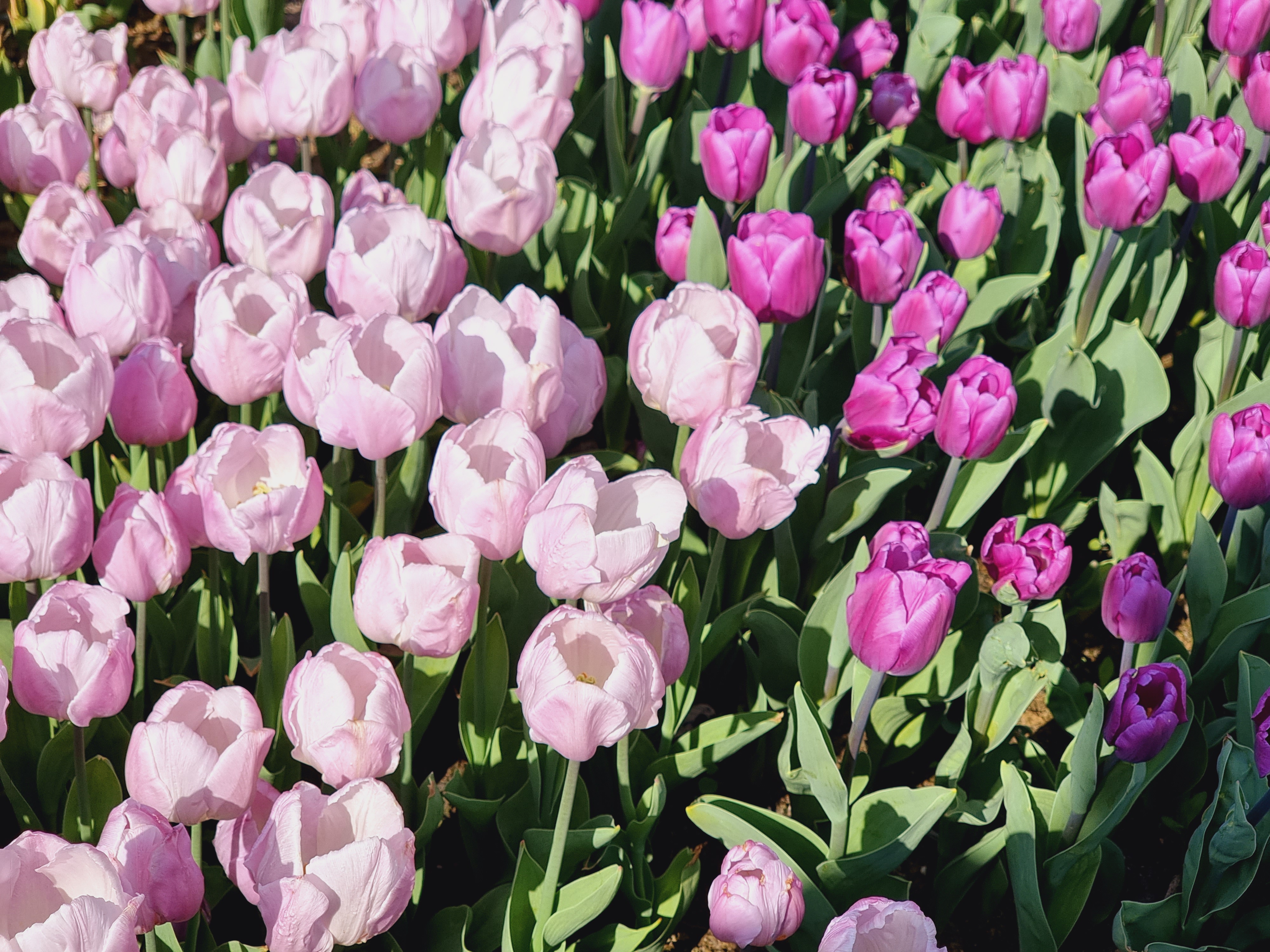 튤립 축제중인 공원