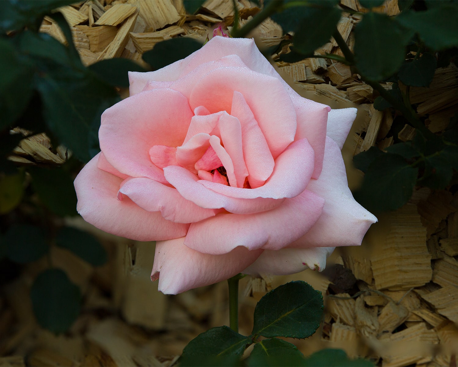 올림픽공원 장미축제 - 23