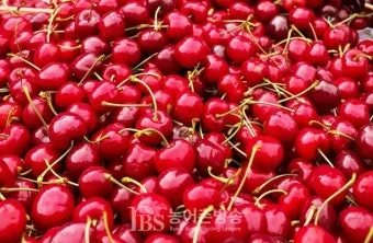 체리나무 재배법 건강한 과일 나무 키우기_14