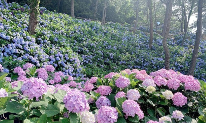 저구항 수국동산