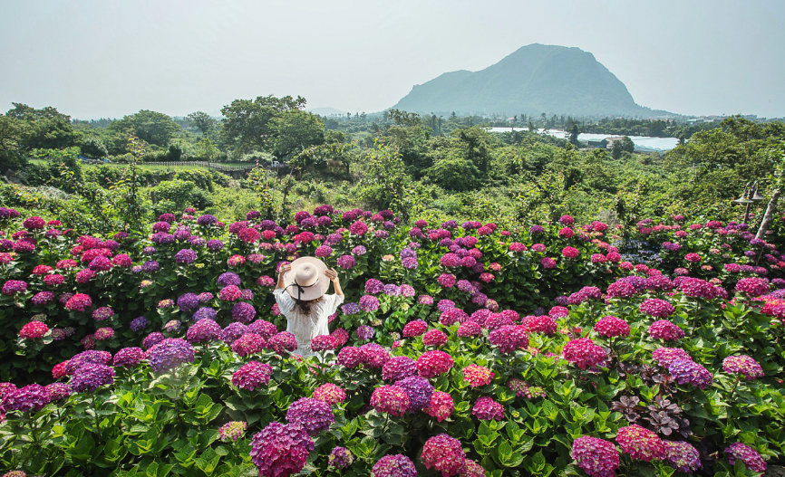2024 전국 수국 축제 일정 안내