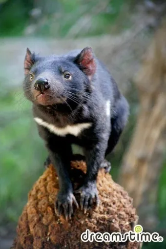 태즈메이니아 데빌 특징 매력 성격_3