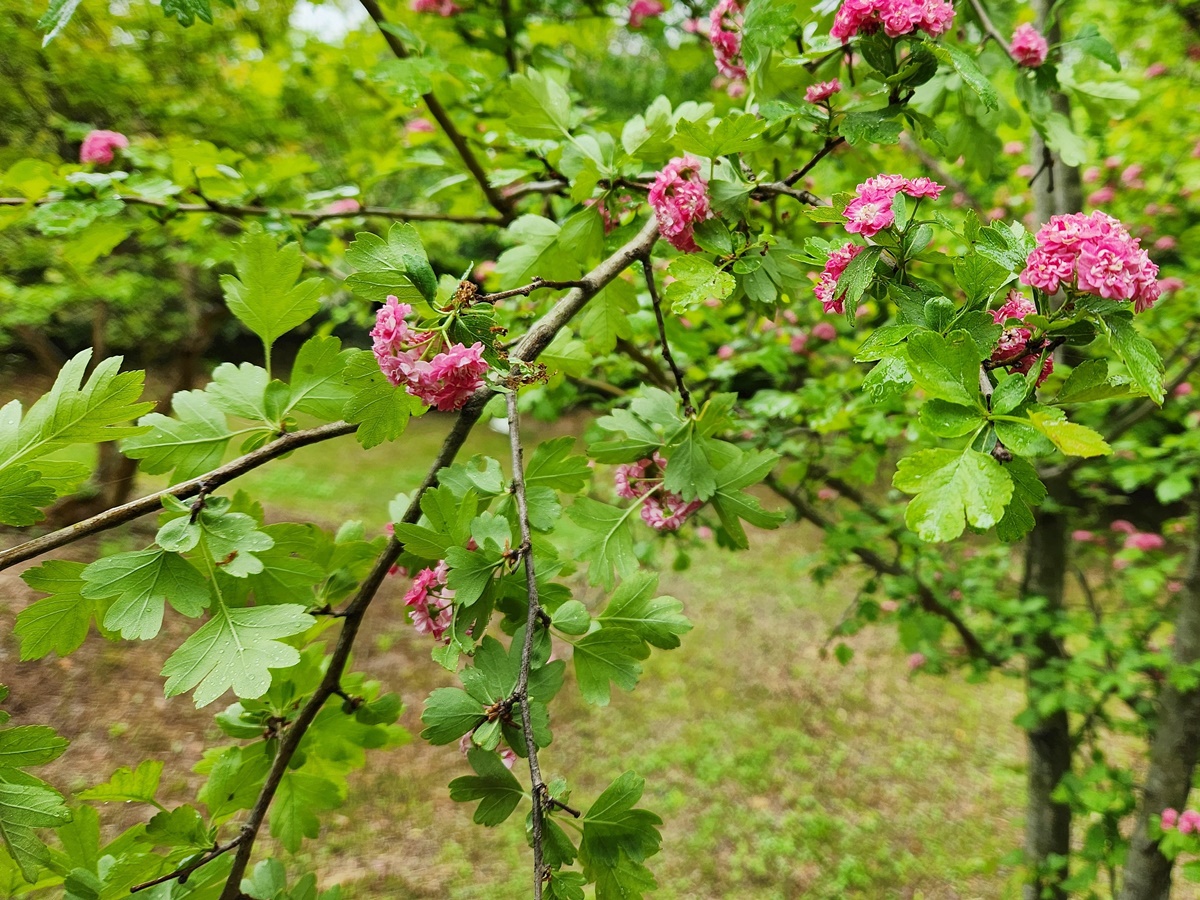홍화산사나무(서양산사나무)
