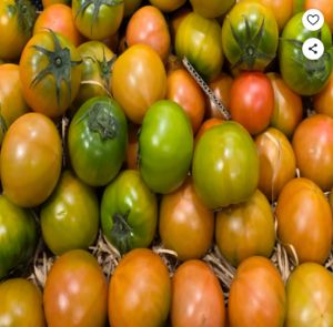 대저토마토 짭짤이 2.5kg 부산 농장 발송 s 짭짭이