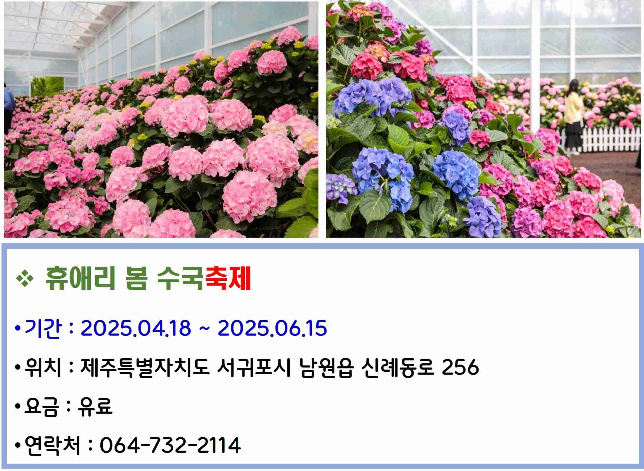 휴애리 봄 수국축제