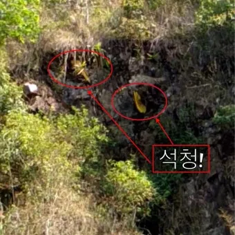 석청꿀 효능 7가지 보관방법 섭취 시 주의사항에 대해서 알아보기_25