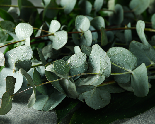 유칼립투스 Eucalyptus