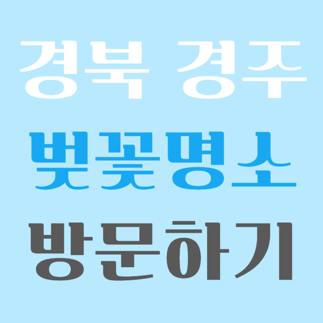 경주 벚꽃명소