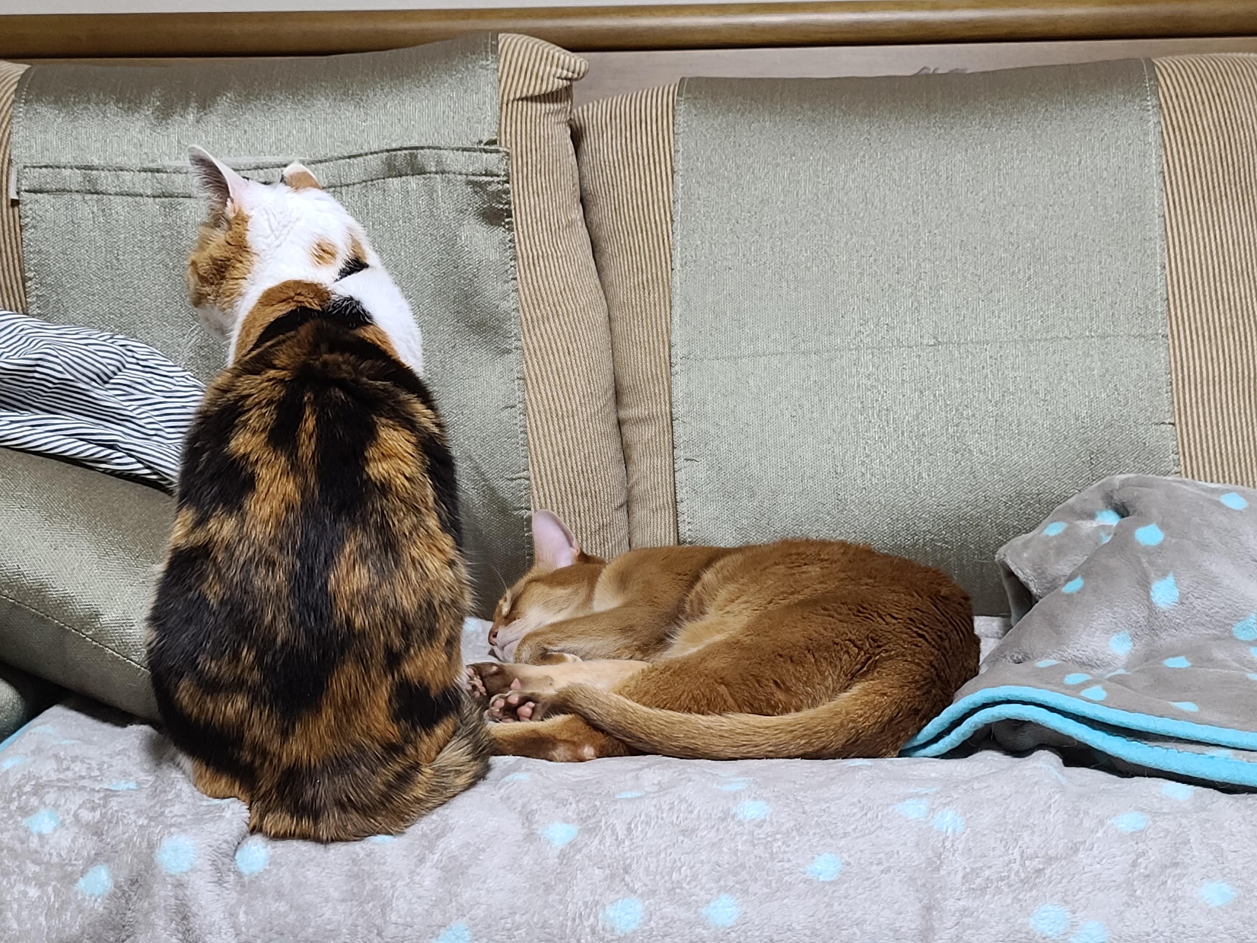 전기장판의 효과. 서로 데면데면한 고양이들에게 전기장판을 선물하세요.