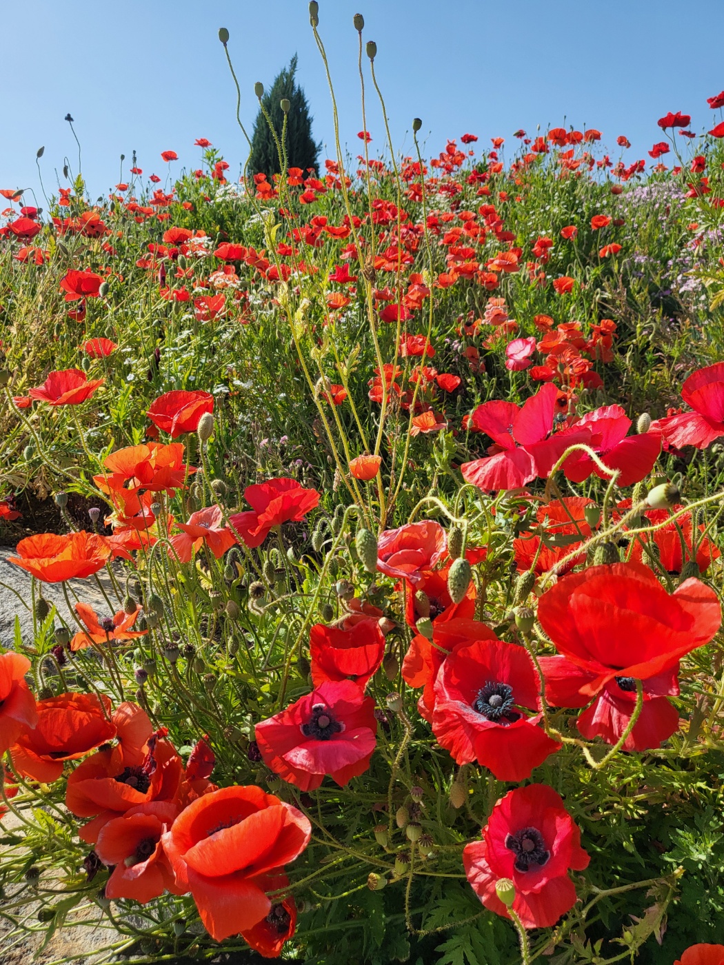 함안가볼만한곳 악양 뚝방길