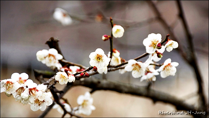 원동매하화 순매원
부산근교 원동매하화 순매원