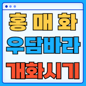 홍매화 우담바라