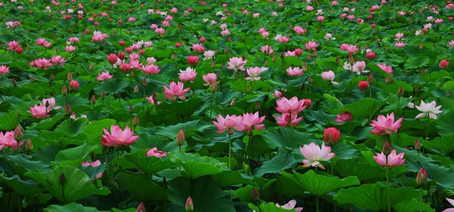 양평 두물머리 세미원 연꽃축제 연꽃문화제