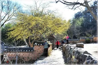 소쇄원 봄 앵두나무꽃 산수유 해당화 개화_10