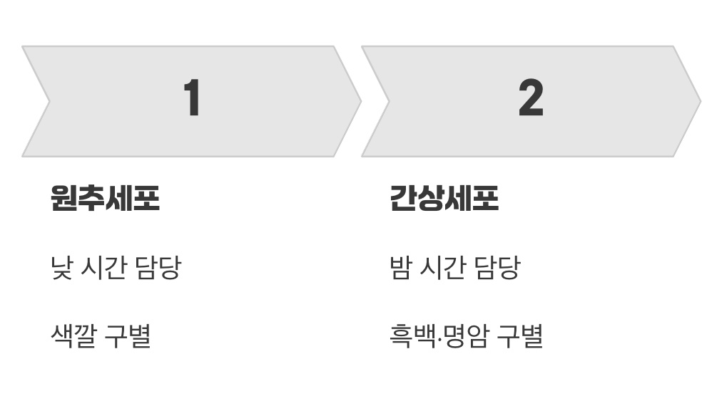 우리 눈의 야간 근무자, 간상세포