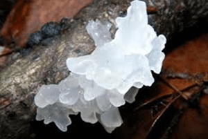 흰목이버섯효과4