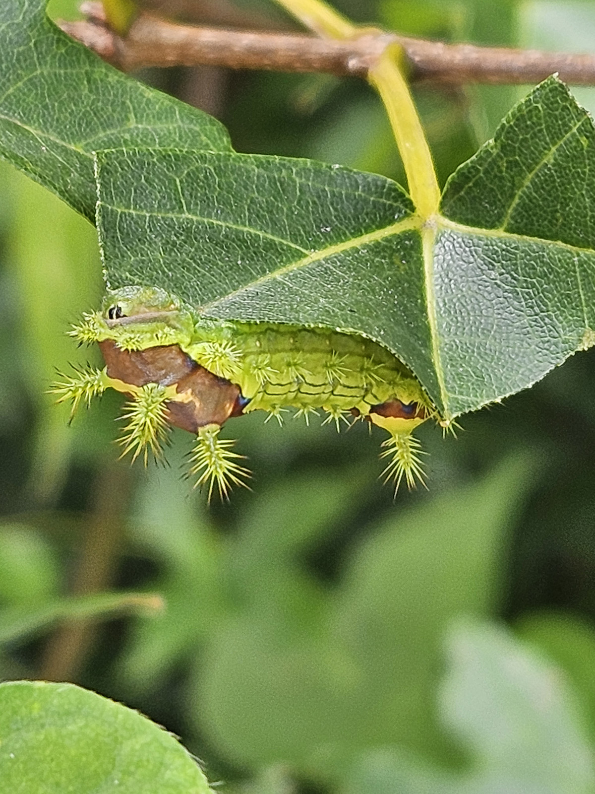 노랑쐐기나방 유충2