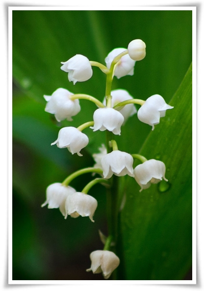 "은방울 꽃" 자연의 아름다움과 신비를 담은 작은 보석!