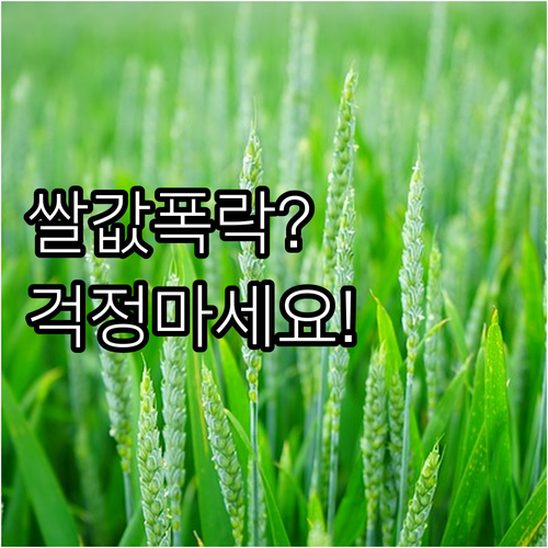 2025년 광주 벼 경영안정자금, 쌀..