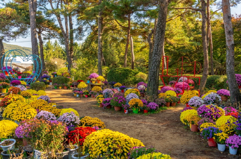 2024년 10월 가을 축제 일정