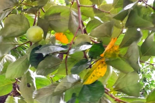 감나무-병충해-병해-탄저병-낙엽병-흰가루병-약치는시기-방제시기-방법