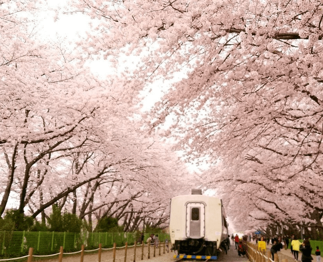 인천-드림파크-벚꽃축제