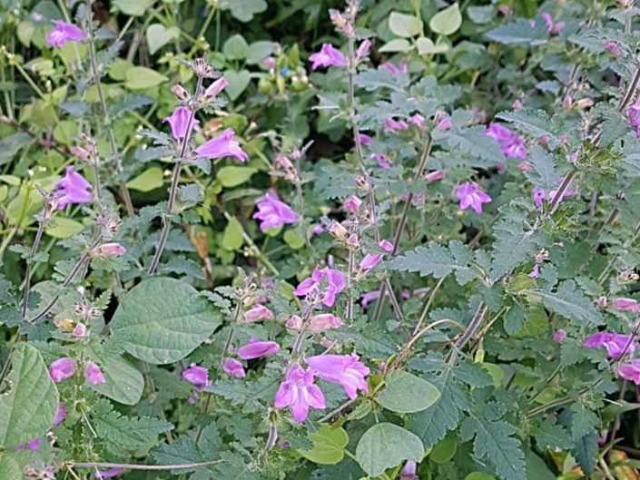 나도송이풀을 보고 &lsquo;송이풀&rsquo;이라 단정했던 실수｜비슷함 속에서 드러난 다른 기준