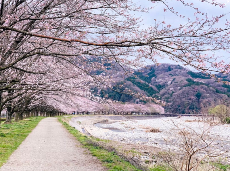벚꽃 축제 유명한 곳 꽃말 및 벚꽃 지는 시기 정리