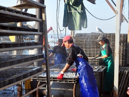 백령도-액젓-젓갈-담기전-작업중